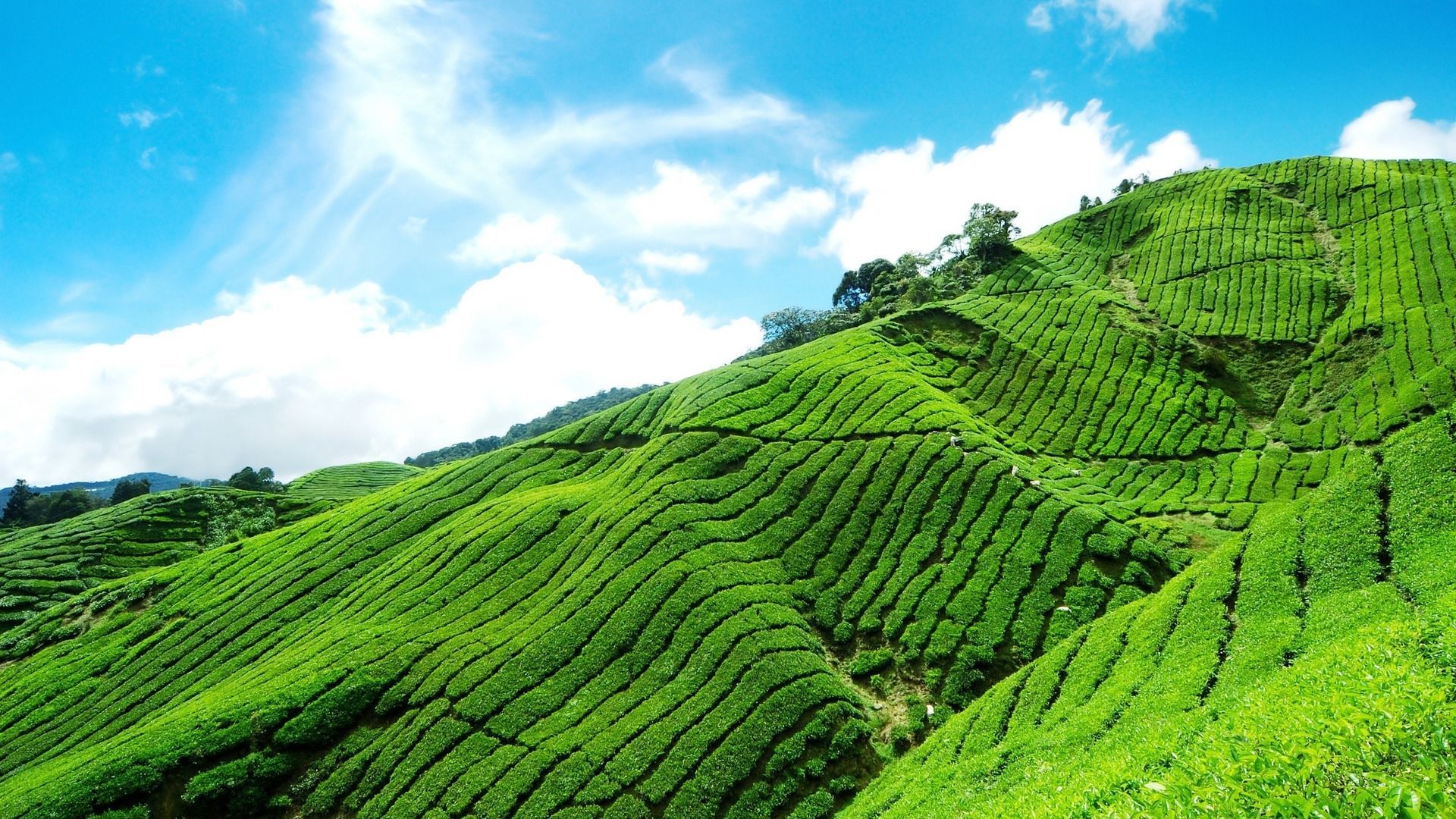 Ooty - Kodaikanal - Madurai - Rameswaram